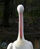 Australian Pelican 9Y209D-209